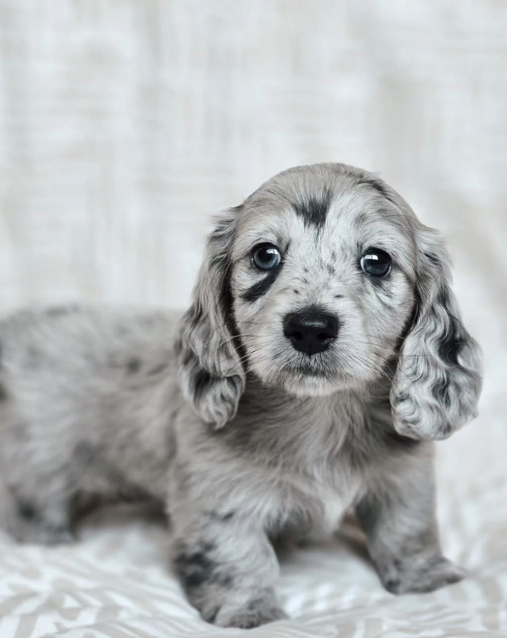 Milo