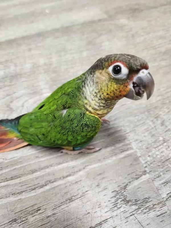 Yellow Sided - Green Cheek Conure