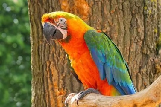 Hybrid Macaw