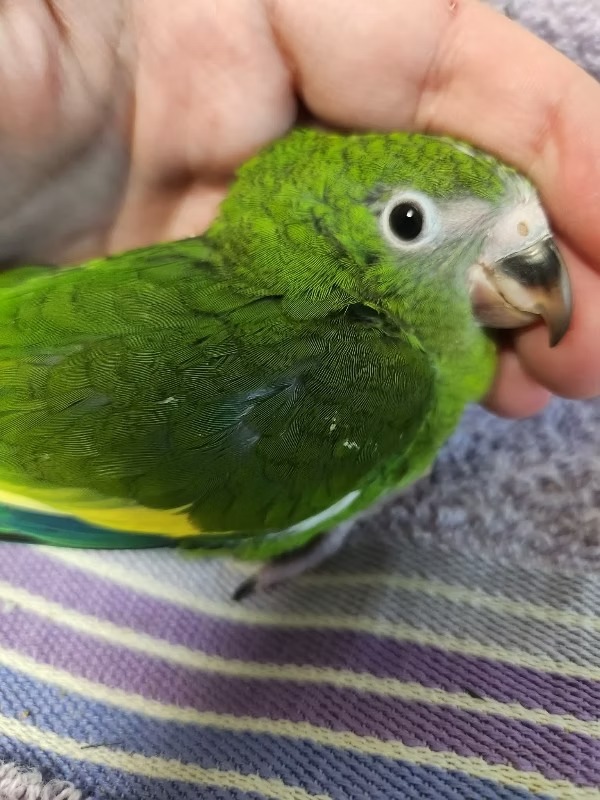 Canary-wing Parakeet