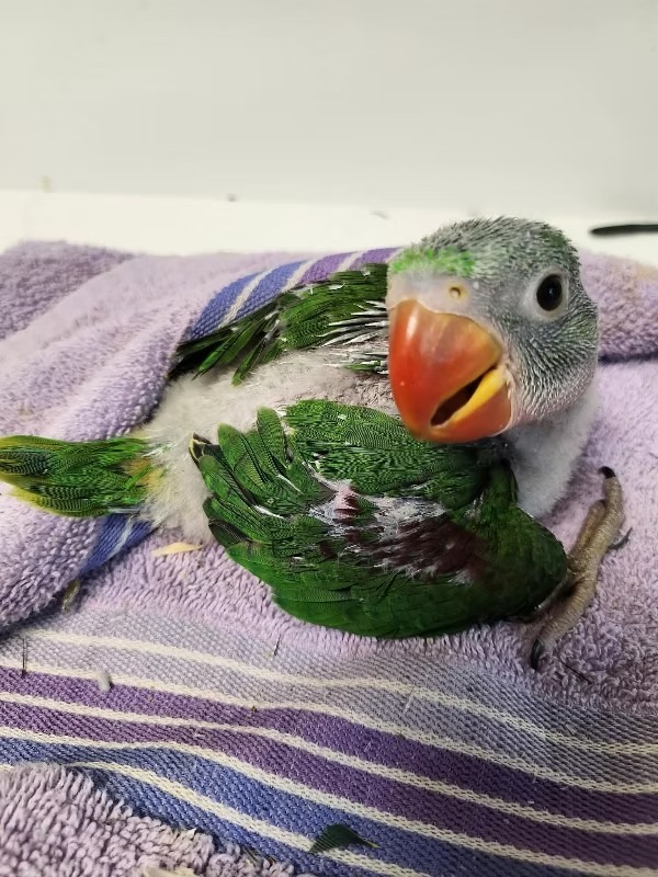 Alexandrine Parakeet