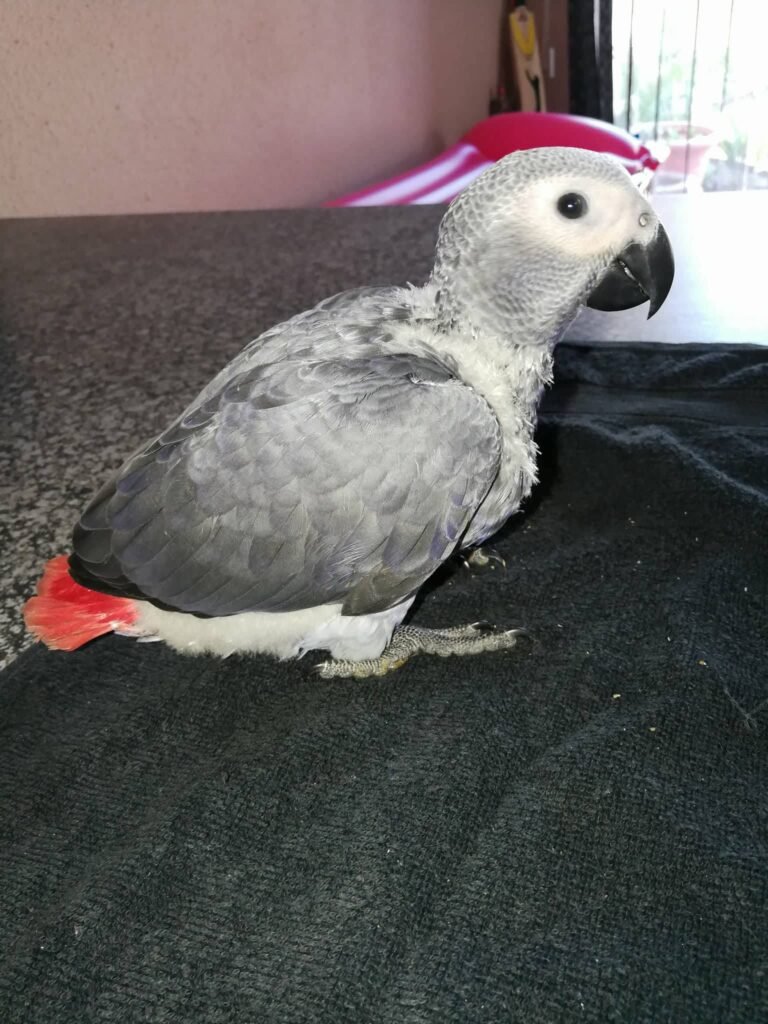 Buy Baby african Grey Parrot